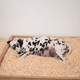 Chiots dalmatiens