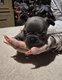 Chiot bouledogue