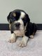 Chiot bouledogue anglais