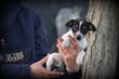 Chiot Jack Russell tricolor