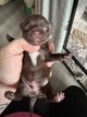 Bébés chihuahuas à vendre