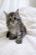 ✨🐾   réserver   Chatons Maine Coon...