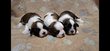 Chiots Shih tzu