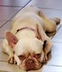 Bouledogue francais femelle