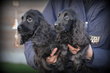 Chiots Cocker Spaniel Anglais
