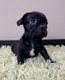 Chiot bouledogue français