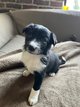Chiots Border Collie