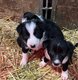 Chiots Border Collie
