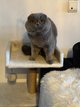 Scottish fold