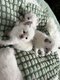 ✨ Adorables chatons Ragdoll à réserver ✨