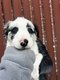 Bébé border collie vendre