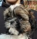 Splendides shih tzus chiots possédant le pedigree