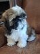 Splendides shih tzus chiots possédant le pedigree