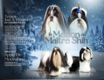 Splendides shih tzus chiots possédant le pedigree