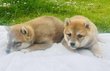 Shiba inu