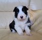 Chiots Border Collie