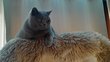 Magnifique Femelle British Shorthair bleu de 2ans