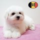 Chiots Bichon Maltais doux et élégantsà vendre