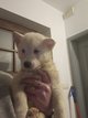 Chiots huskys à réservés