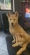 Chiots huskys à réservés