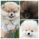 Magnifiques chiots mini poméranians