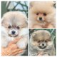 Magnifiques chiots mini poméranians pure race