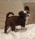 2 superbes  chiots femelles chocolat