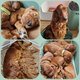 Chiots setter irlandais