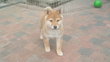 Magnifiques shiba inu