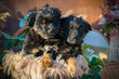 Berger australien chiots