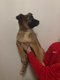 Chiots malinois