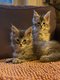 Magnifiques  Chatons Maine Coon polydactyles