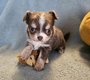 Chihuahua femelles poils longs  à vendre