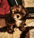 Chiots Shih-tzu disponible à la réservation