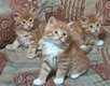 Chatons Maine Coon Red  (mâle et femelle)