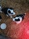 Chiots border collie