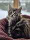 Jolie maine coon femelle