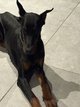 Femelle dobermans