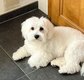 Chiot maltzu maman bichon maltais, papa shih tzu