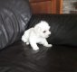 Bichons très beaux chiots petites tailles