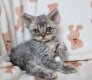 Selkirk rex longhair