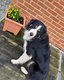 Border collie à donner contre bons soins