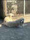 Chiots goldens retrievers