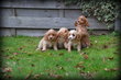 Chiots Cavapoo