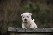 West highland white Terrier chiots Belge
