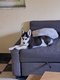 Chiot husky