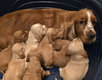 Magnifiques chiots cocker anglais gold et roux