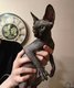 Chaton Sphynx à vendre