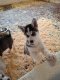 Superbes chiots husky
