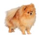 Spitz poméranian